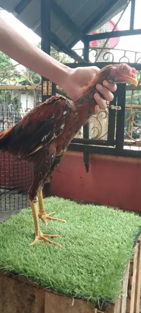 Ayam Silangan Aseel Rajahstan India x Yokeeree Usia 10 Bulan