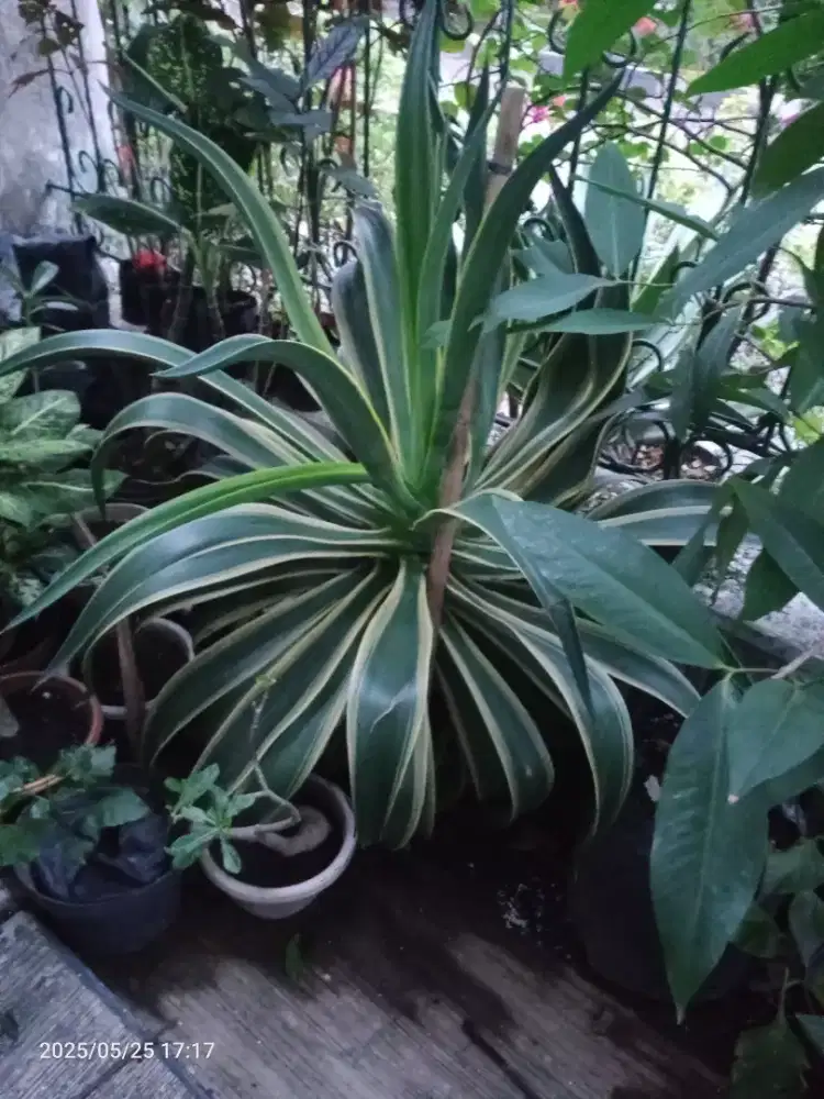 Bunga Agave Siklok, Subur Rimbun, Tanaman Hias Tinggi 1m