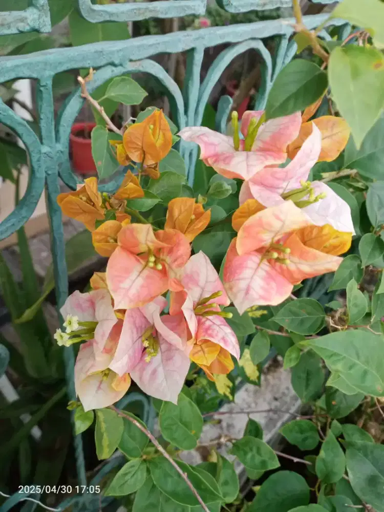 Bunga Bugenvil Bougenville Golden Sunshine ORI dr 40-75rb