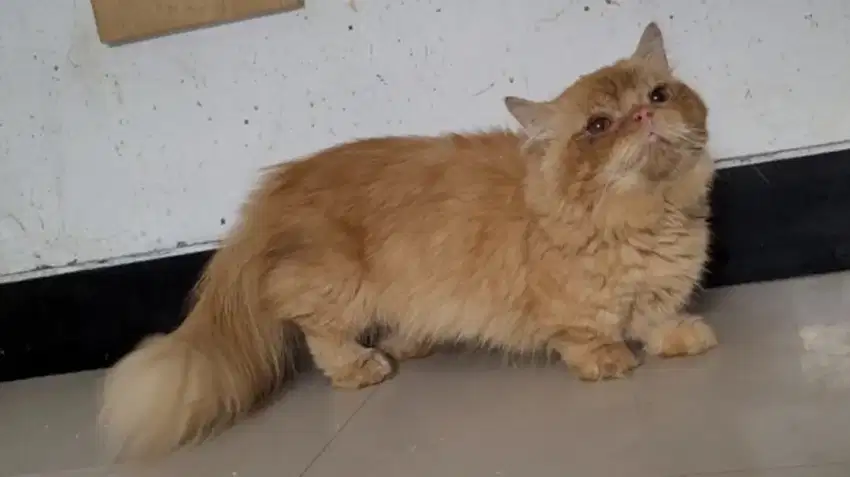 PCB Kucing Munchkin Jantan 1 Tahun