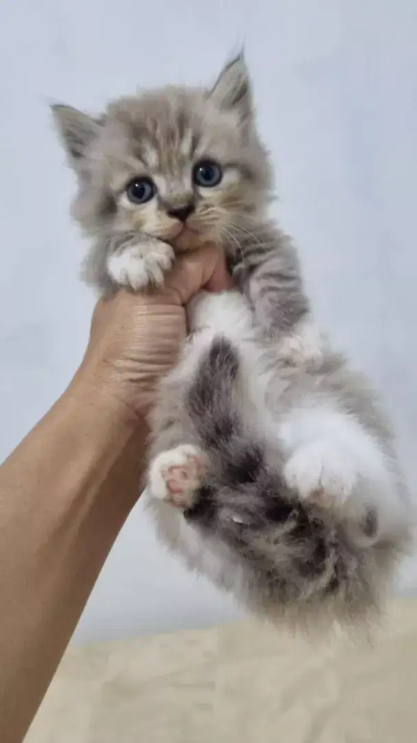 Kucing Munchkin 2,5 bulan
