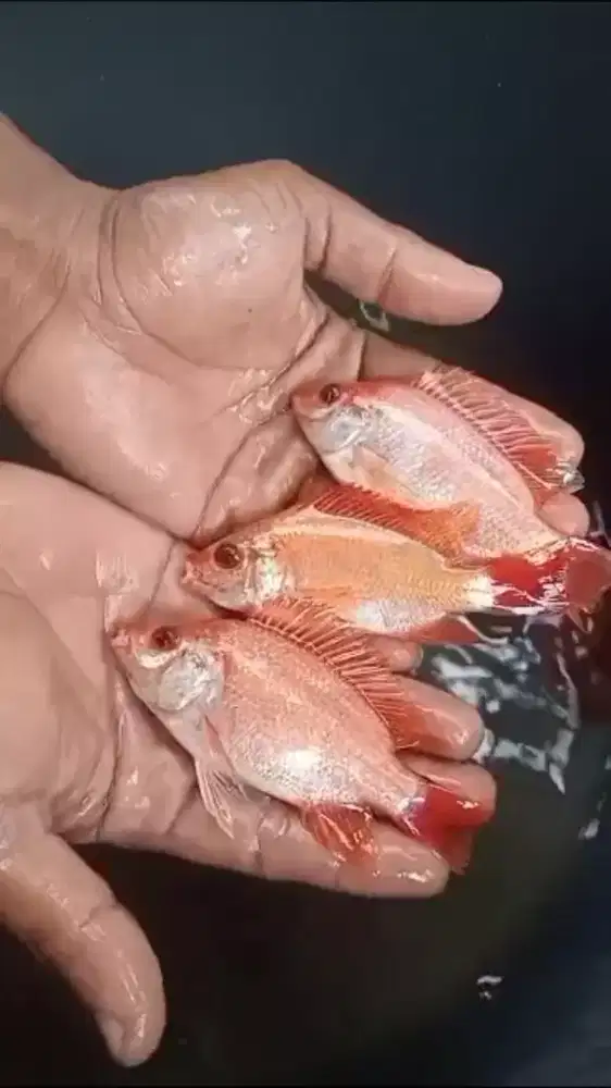 Ikan nila merah bangkok / Redprima