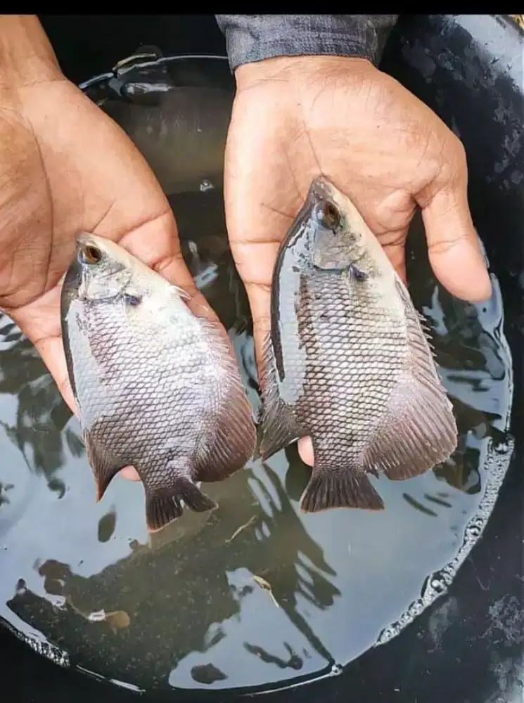 Ikan Gurso/Gurame soang 4 jari