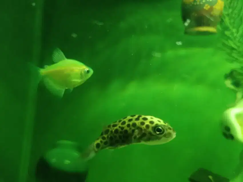 IKAN BUNTAL AIR TAWAR/ IKAN BUNTAL KERDIL