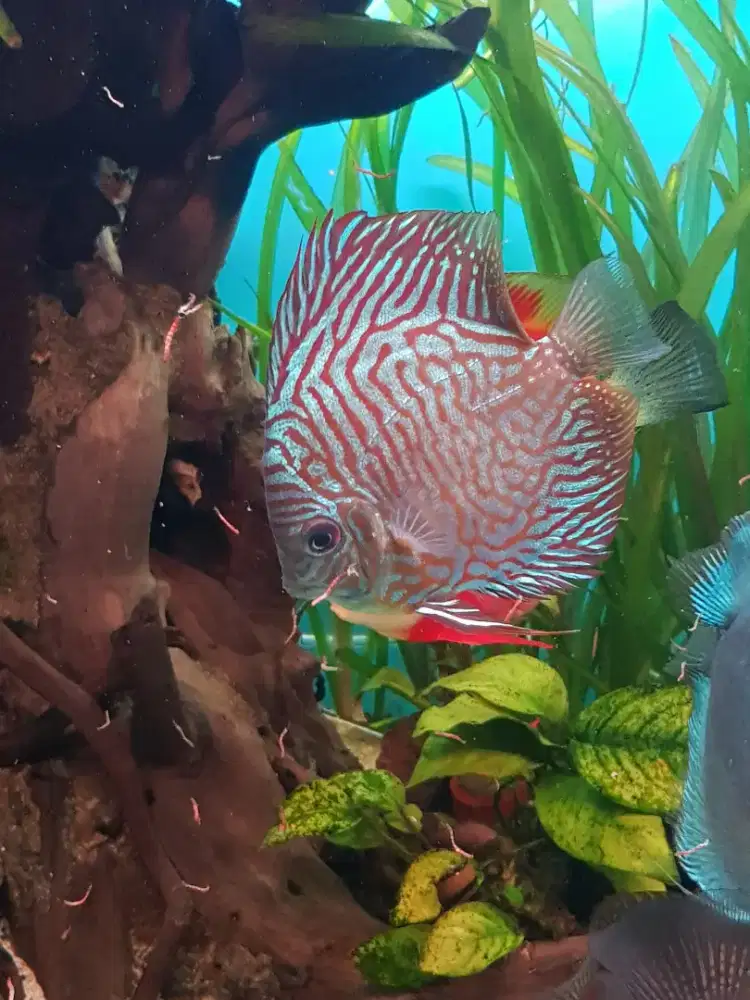 Dijual ikan Discus size 4 up