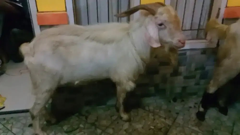 Jual Kambing Qurban (banyak ukuran)