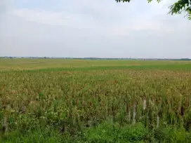 DI JUAL TANAH COCOK UNTUK INVESTASI HARGA 300RB/MTR NEGO