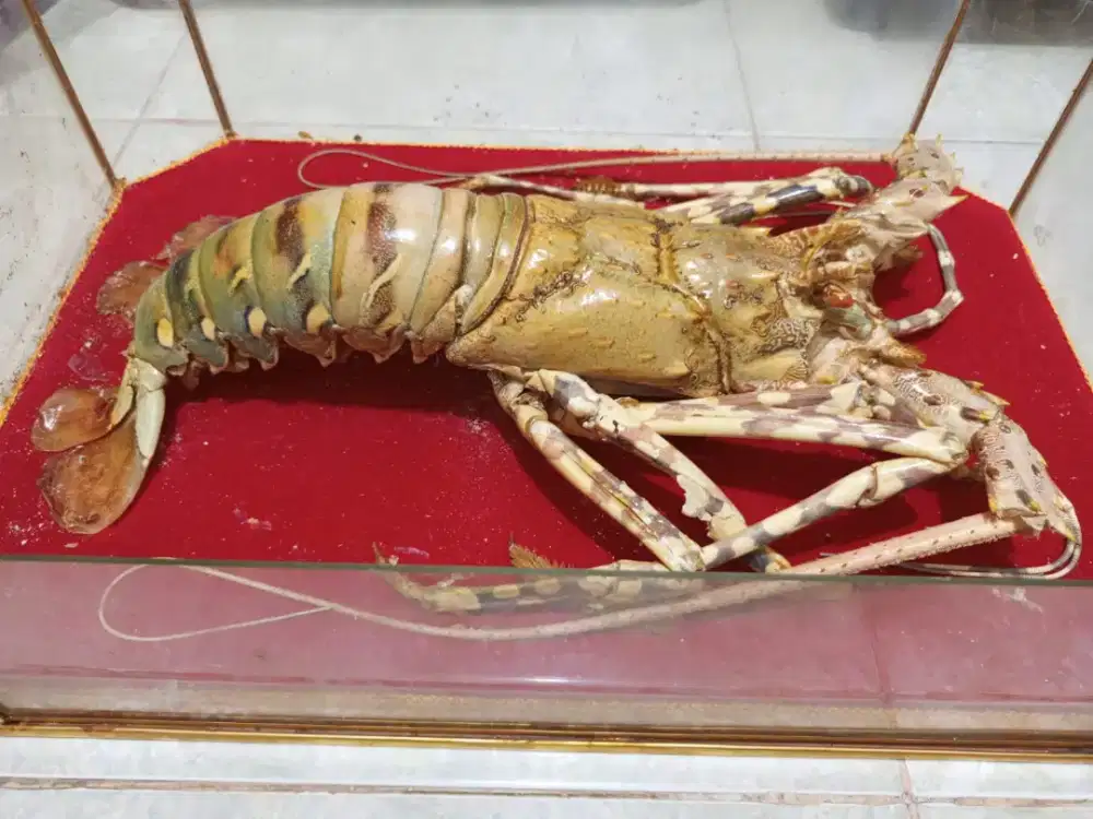 Pajangan antik lobster asli awetan
