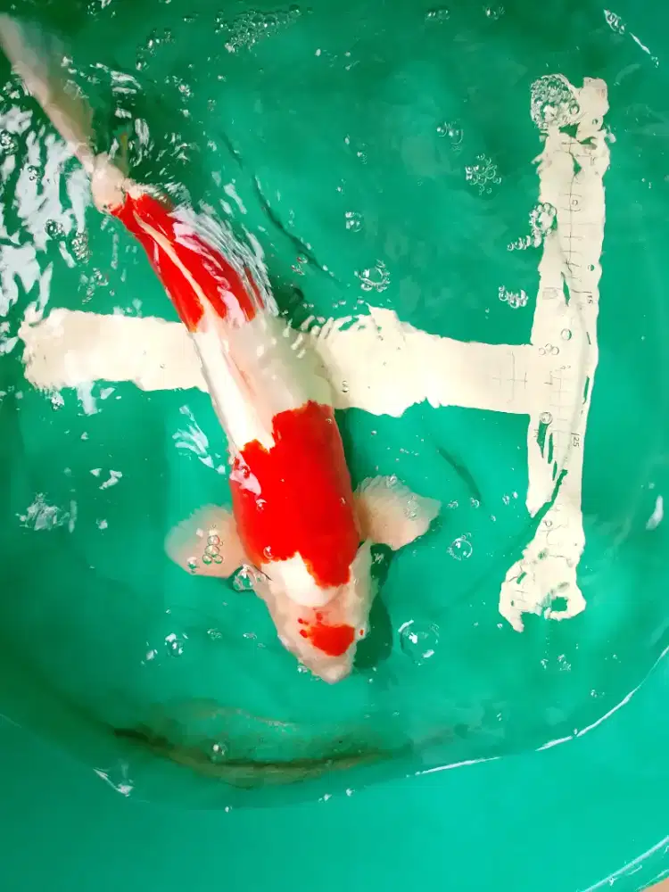 Ikan koi jenis Kikushui Doitsu 46cm jumbo