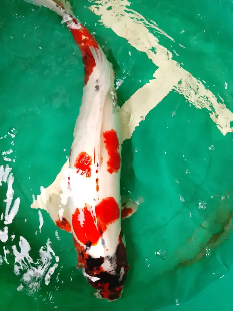 Ikan koi jenis Kikokuryu 60cm jumbo