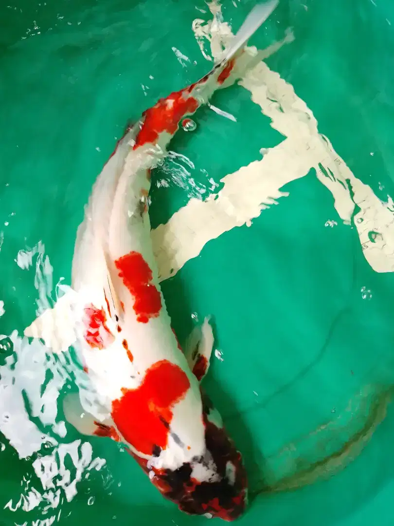 Ikan koi jenis Kikokuryu 60cm bagus