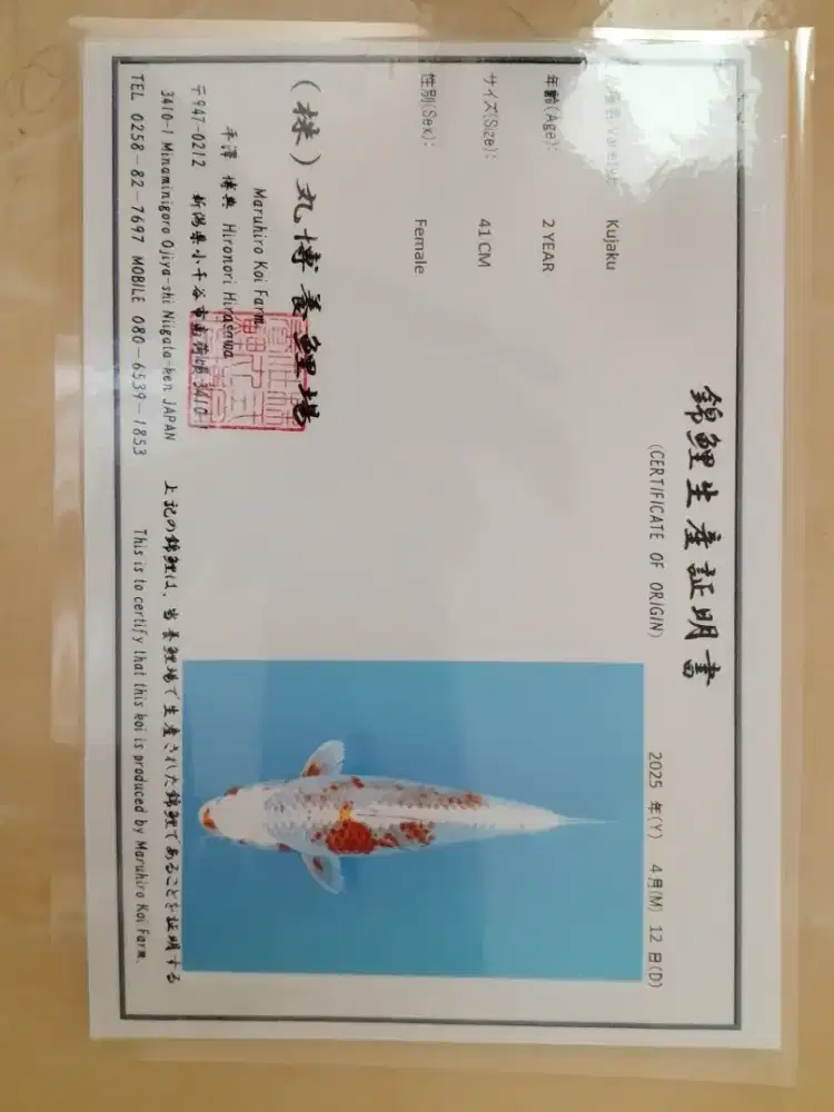 Ikan koi jenis Kujaku import 42cm