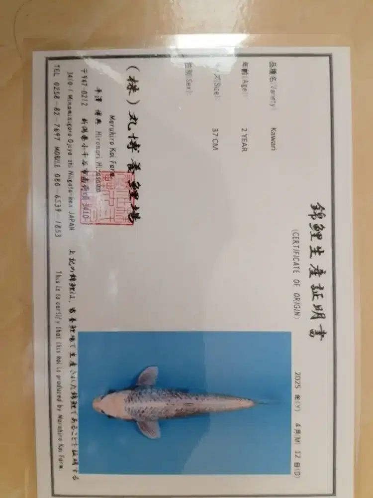Ikan koi jenis Kawari Ginrin import 39cm