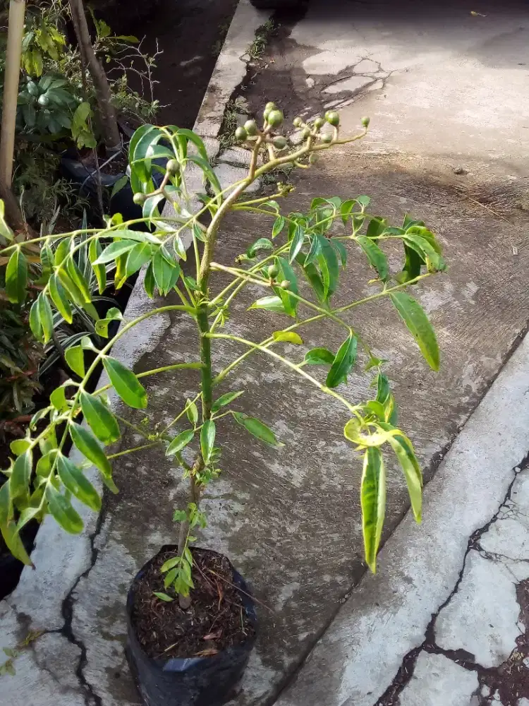 Grosir aneka bibit buah harga murah