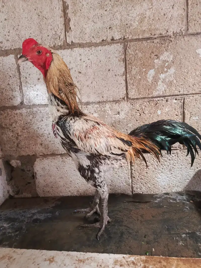 Ayam Mangon Ori