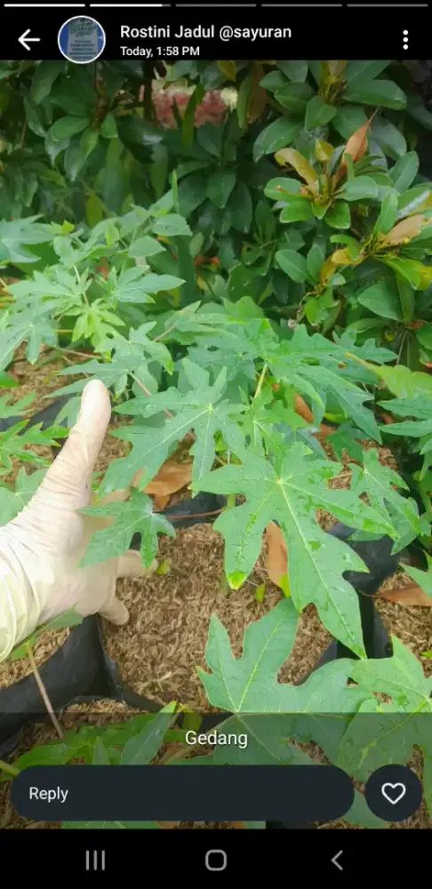 Grosir aneka bibit buah hrga murah