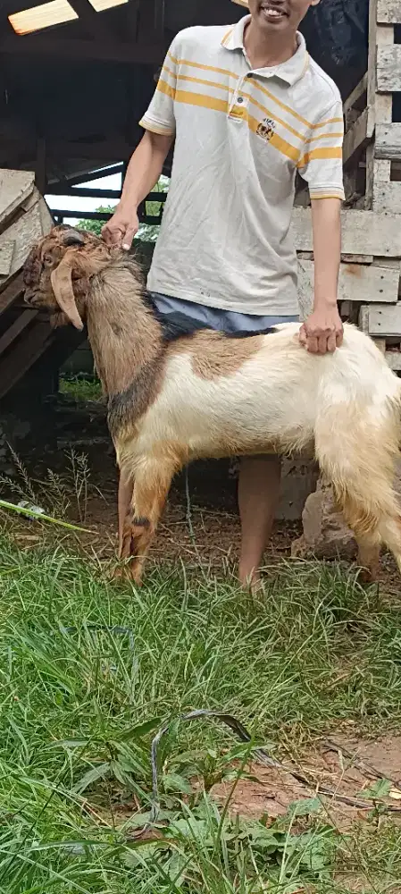 kambing kurban langsung dari petani