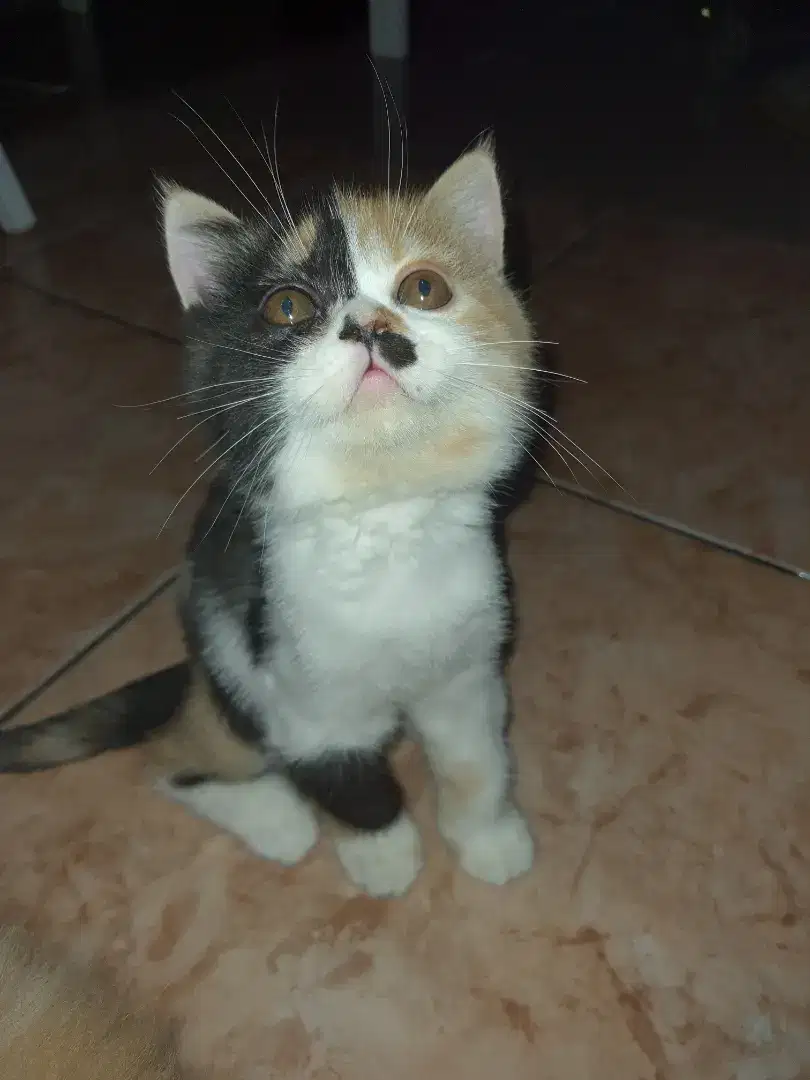 KUCING BSH Calico