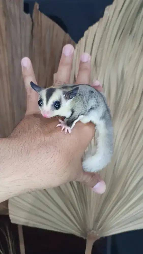 Sugarglider low mozaik