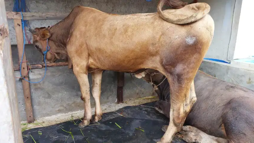 Sapi Qurban 450 kg-an / Sapi Gemuk Tapi Murah / Sapi Jawa