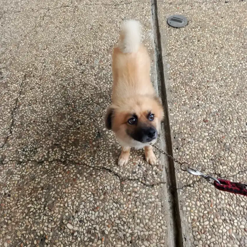 DIJUAL CEPAT ANJING POM CAMPURAN