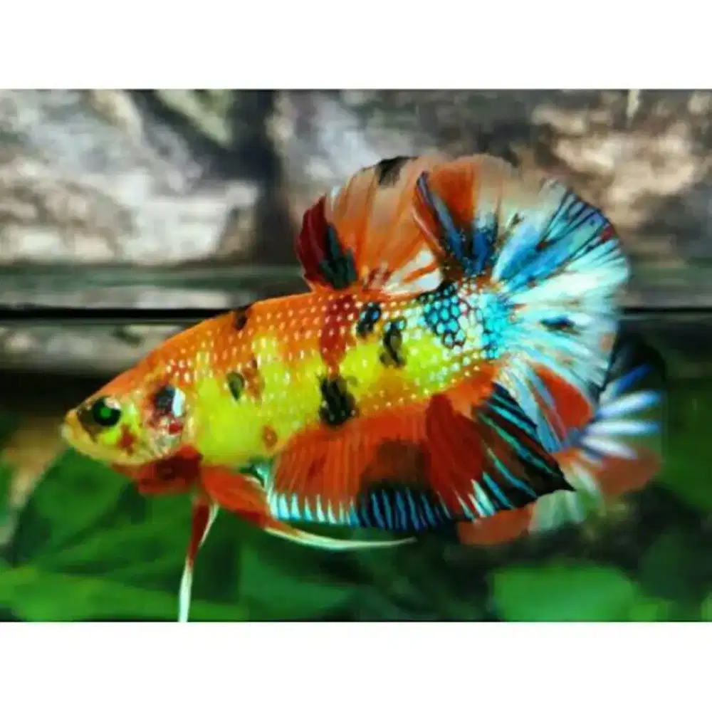 Ikan Cupang Neon Stabilo