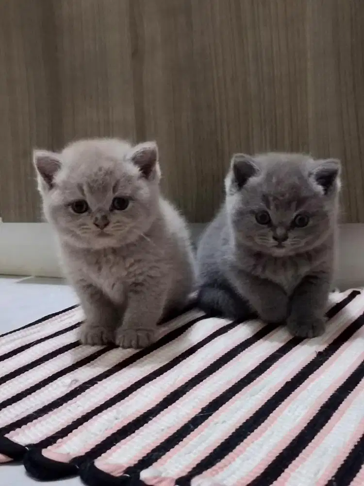 British Shorthair