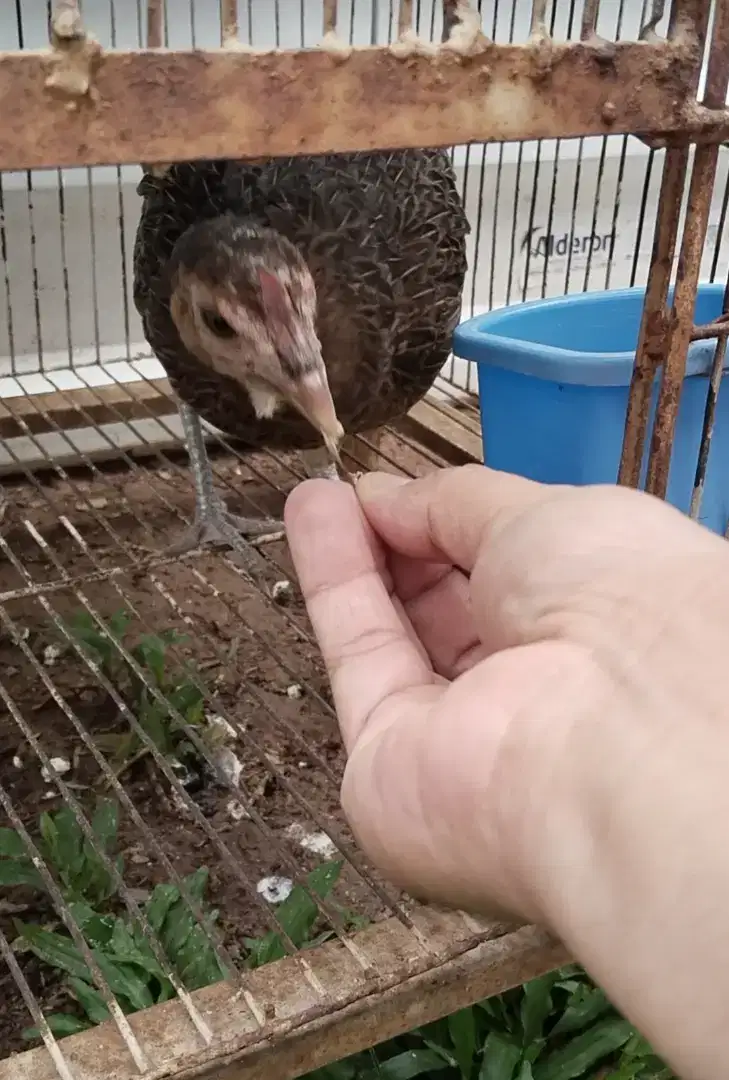 Betina Bekisar (Sdh produksi Bekilus)