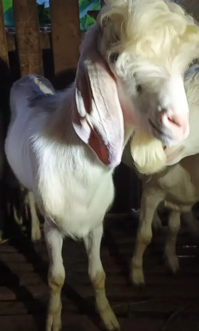 Kambing kacang siap Qurban
