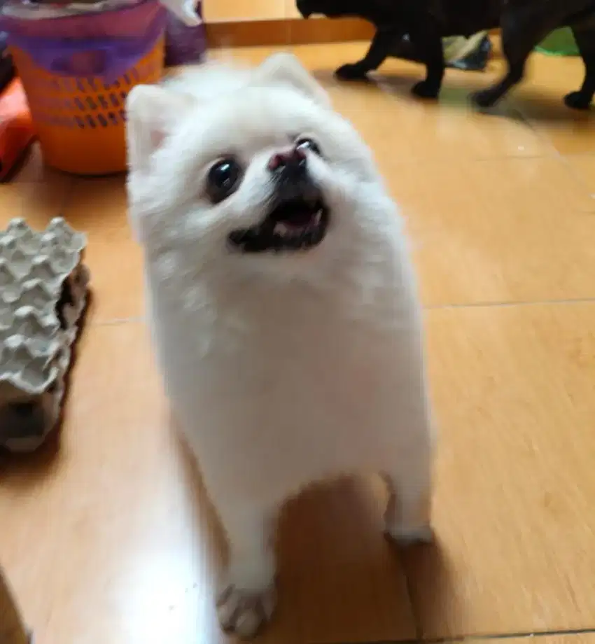 Anjing minipom jantan non stmb