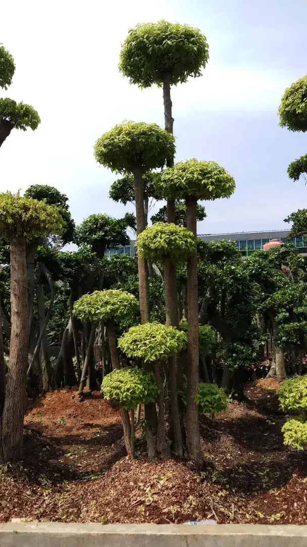 Pohon pelindung pohon bonsai anting putri dll