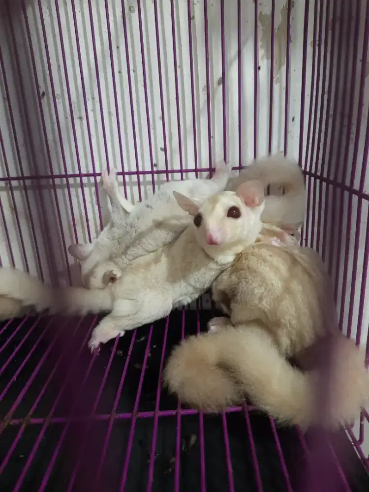 Sugarglider creamino red eye