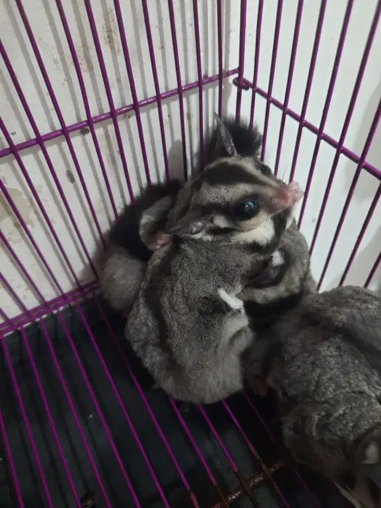 Sugarglider classic grey