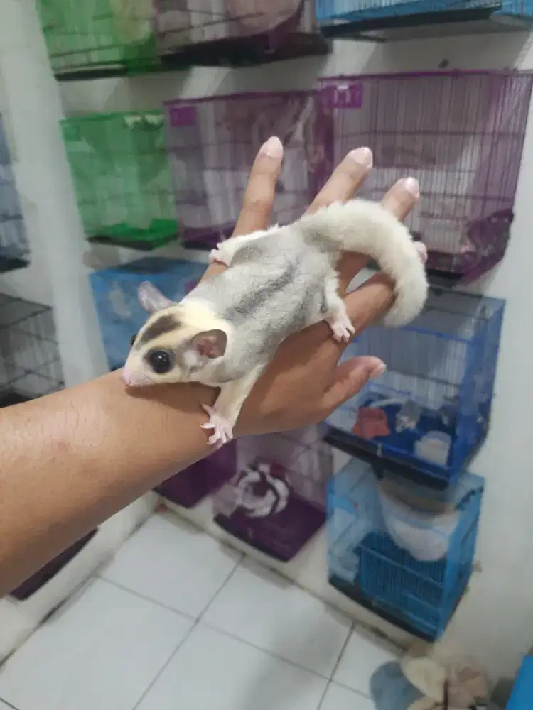 Sugarglider mozaic