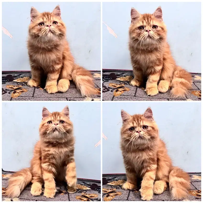 Kucing persia peaknose jantan