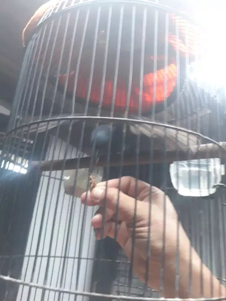 Jual burung aja Srigunting hitam pastol jinak isian kacer mayan