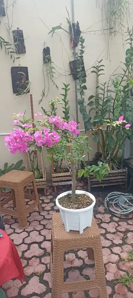 Bougenville banyak pilihan