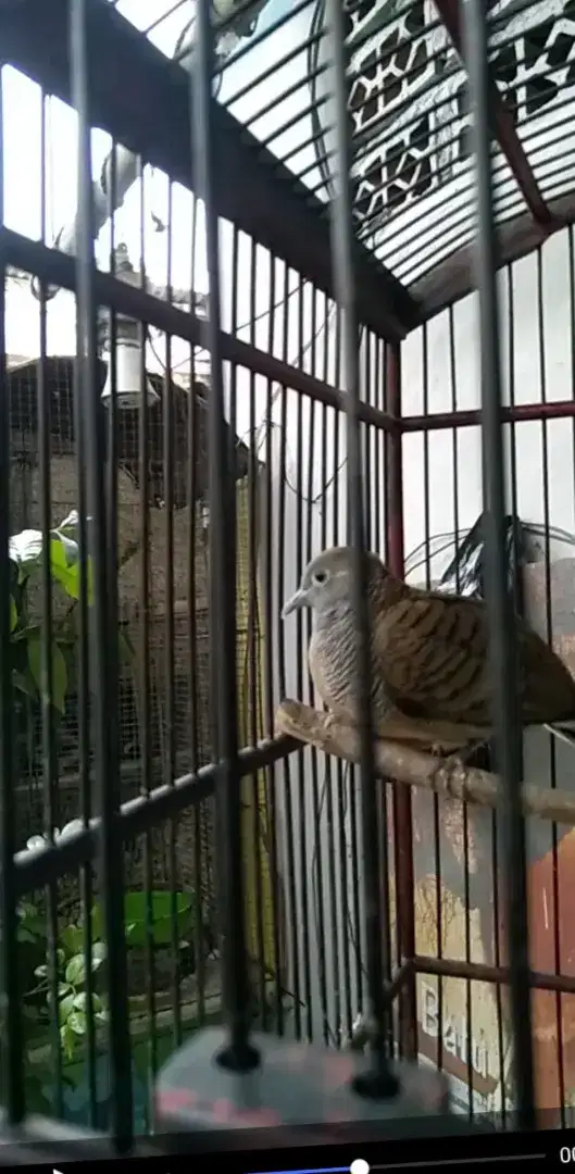 Burung perkutut lokal bunyi, rawatan,usia muda