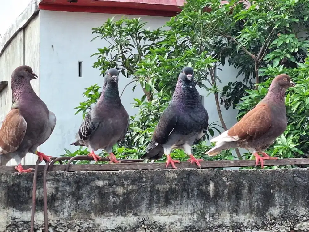 Merpati hias king jumbo,kipas,DLL