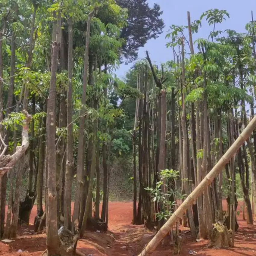 Pohon pule grouping