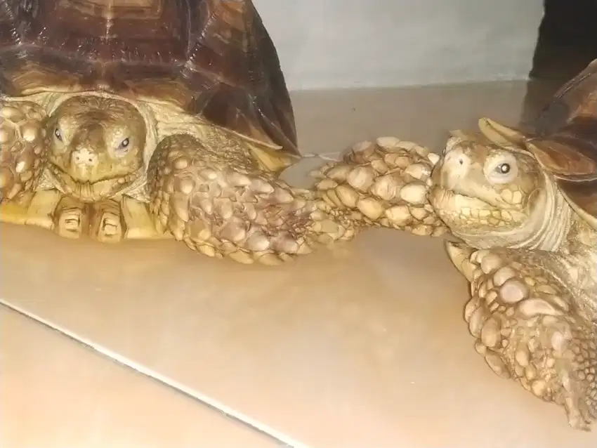 Sulcata Sepasang size 32,30 sehat aktif rakus