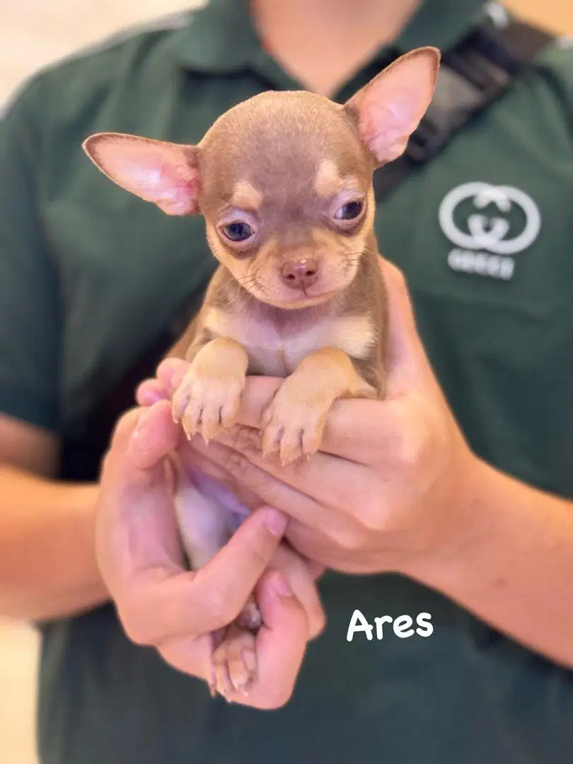 Chihuahua Jenongg