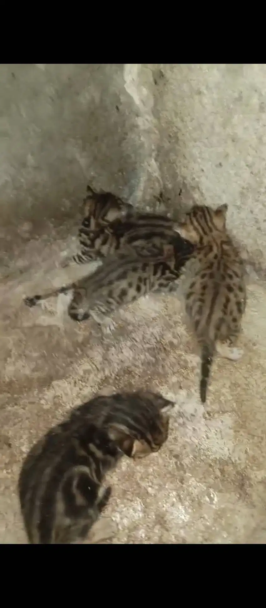 Kitten pure 2 bln