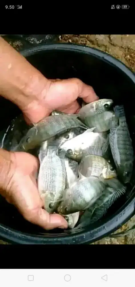 Jual bibit an ikan nila item ikan redy yg minat cat WA langsung