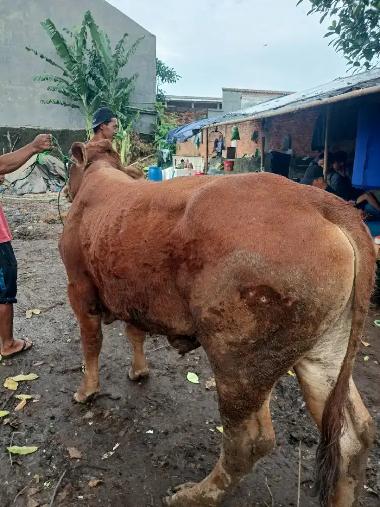 Hewan Kurban Sapi