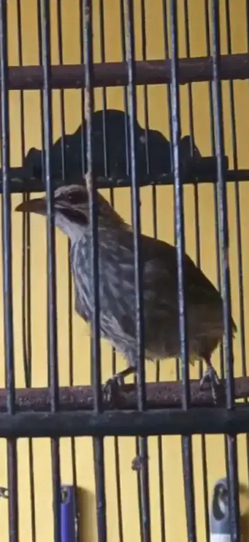 Cucak rowo umur 5 bulan udh mulai bunyi