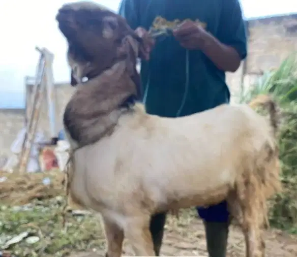 kambing jantan super 60kiloan timbang real 1-2 tahunan jamin manteb ok