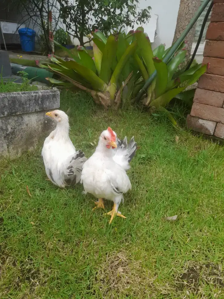 Ayam chabo black tail ori