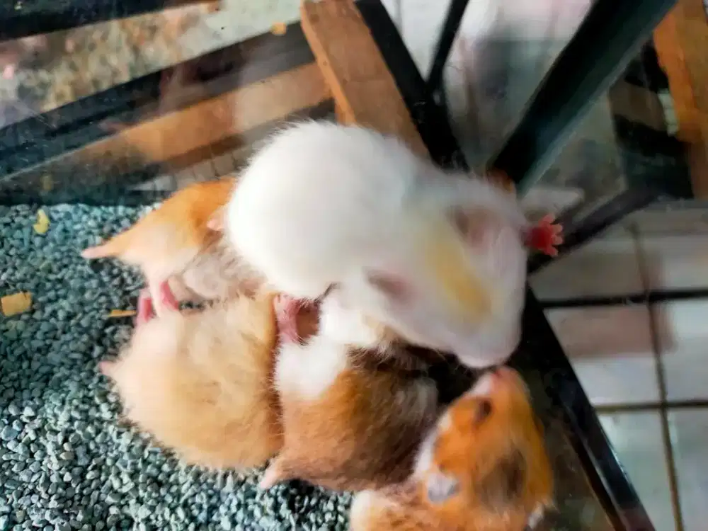 Hamster syrian short hair