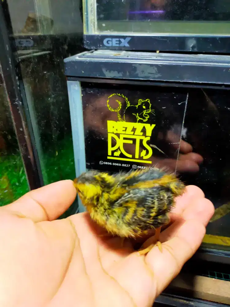 Anak burung puyuh jenis pedagin